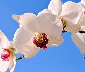 白城正规助孕捐卵机构，附正规捐卵机构报名表！